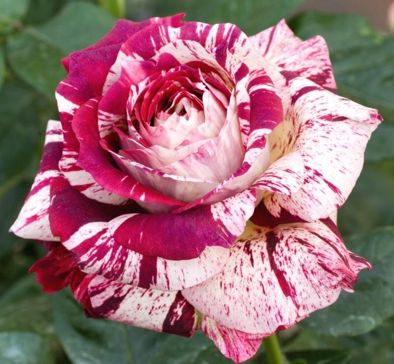 Striped Rose Flower — Red