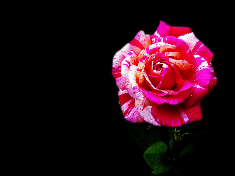 Striped Rose Flower
