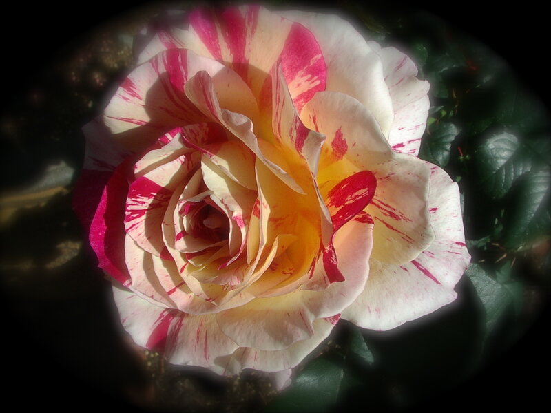 Striped Rose Flower — White