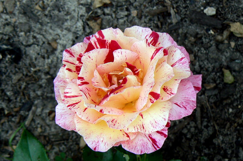 Striped Rose Flower — Yellow