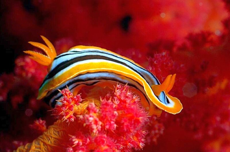 Striped sea slug on coral