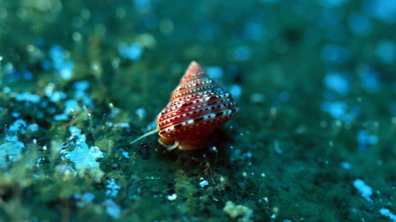 striped sea snail on ocean floor