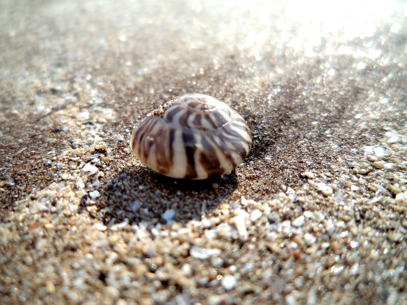 Striped Seashell on Sand