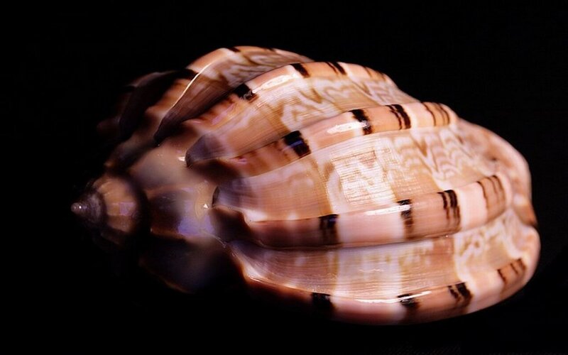 Striped Seashell
