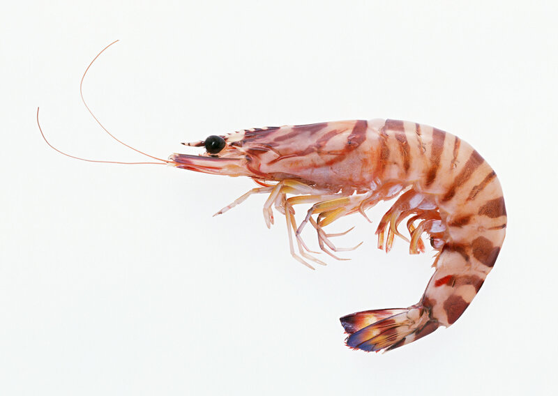 striped shrimp on white background