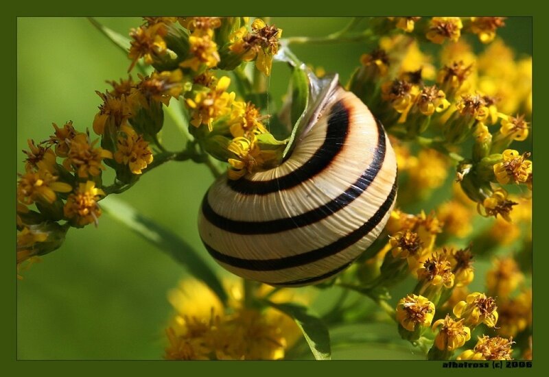 Striped Snail on Flowers