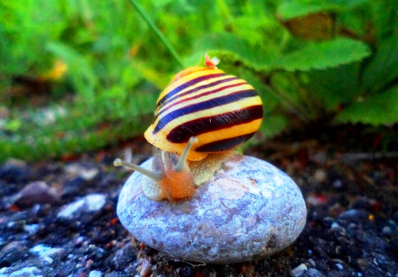 Striped Snail on Rock