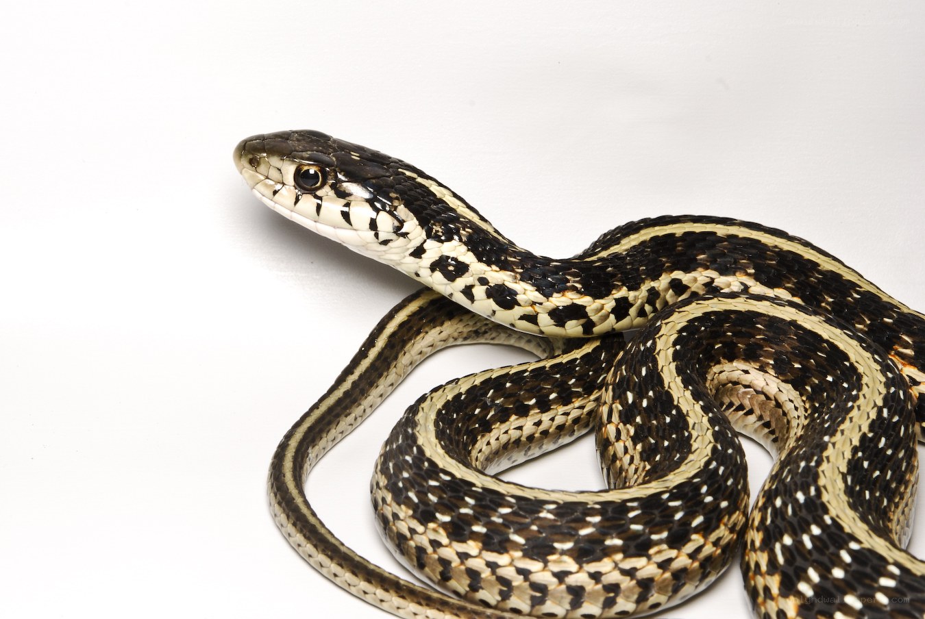 striped snake coiled on white