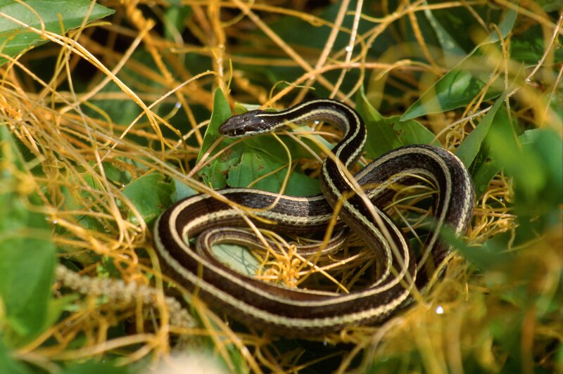 Striped Snake Coiled