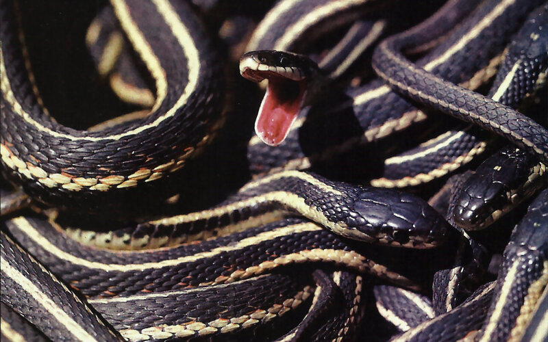 Striped Snakes Coiled