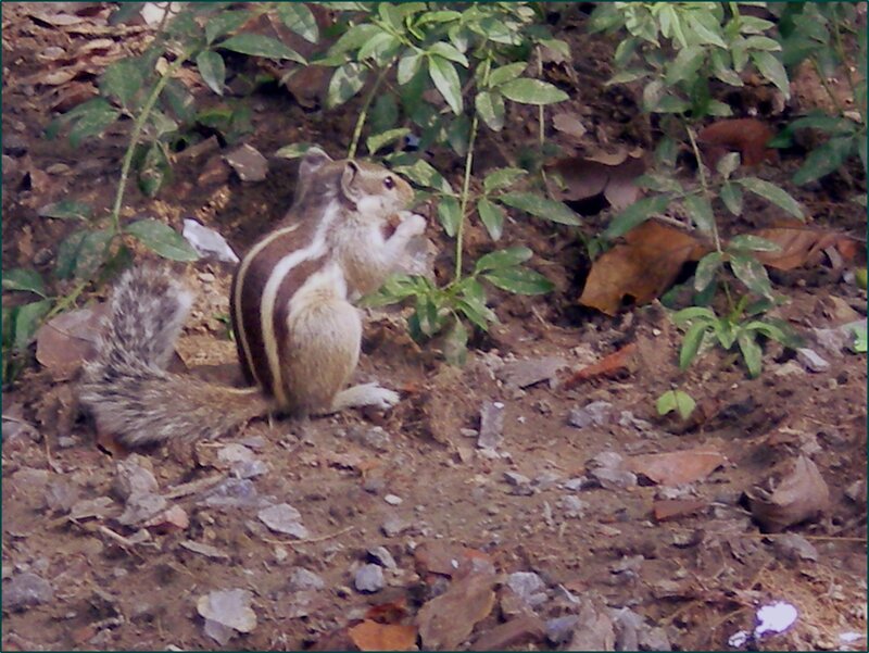 Striped Squirrel Eating — Brown