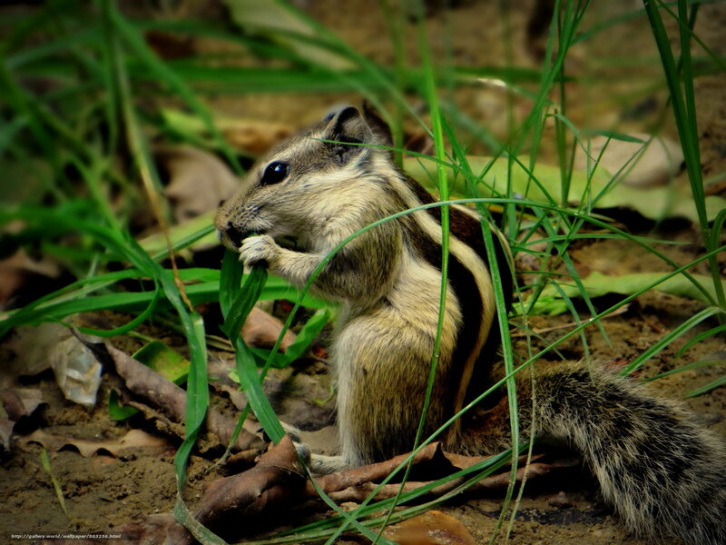 Striped Squirrel Eating Grass