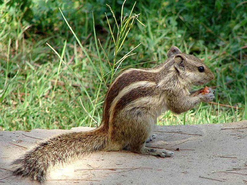 Striped Squirrel Eating