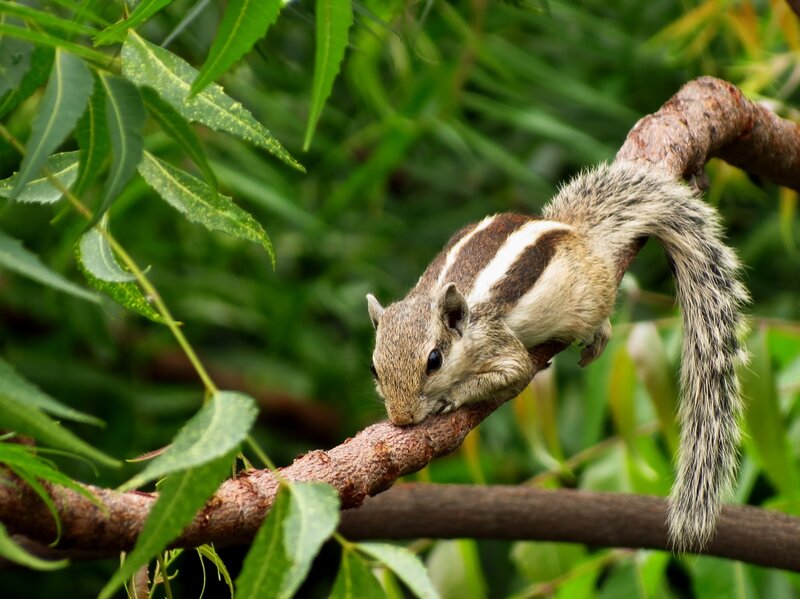 Striped Squirrel on Branch — Green, Natural