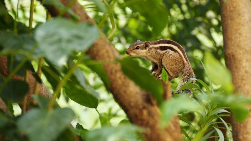 Striped Squirrel on Branch — Green