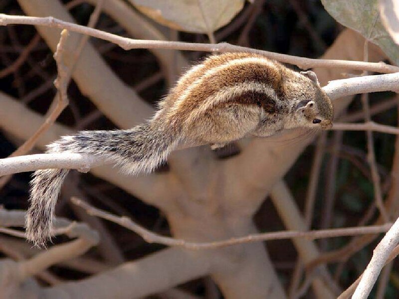 Striped Squirrel on Branch