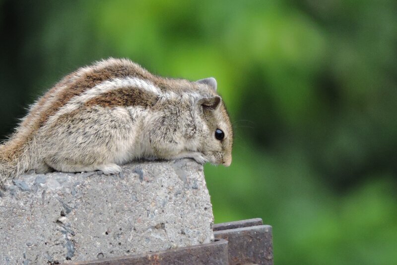 Striped Squirrel on Concrete