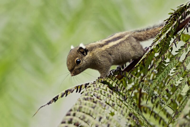 Striped Squirrel on Fern