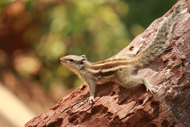 Striped Squirrel on Tree