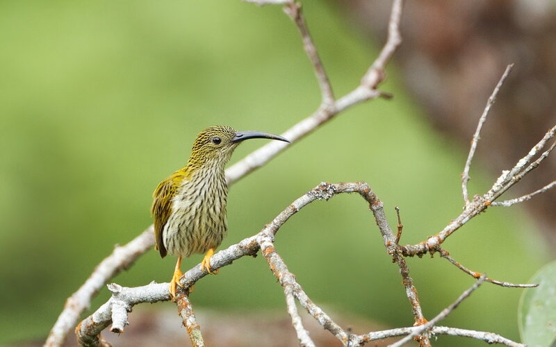 Striped Sunbird on Branch