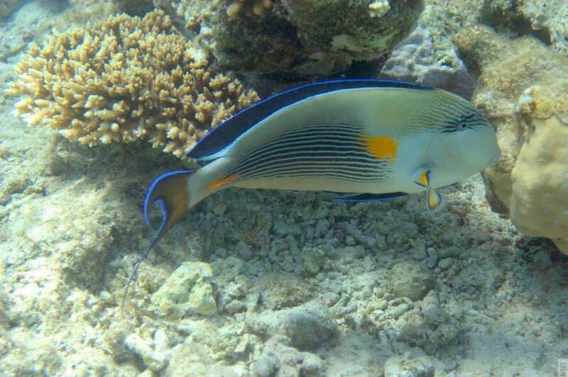 striped surgeonfish near coral