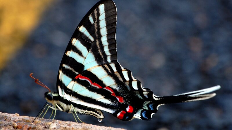 Striped Swallowtail Butterfly — Black