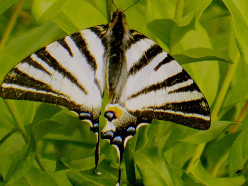 Striped Swallowtail Butterfly — Green