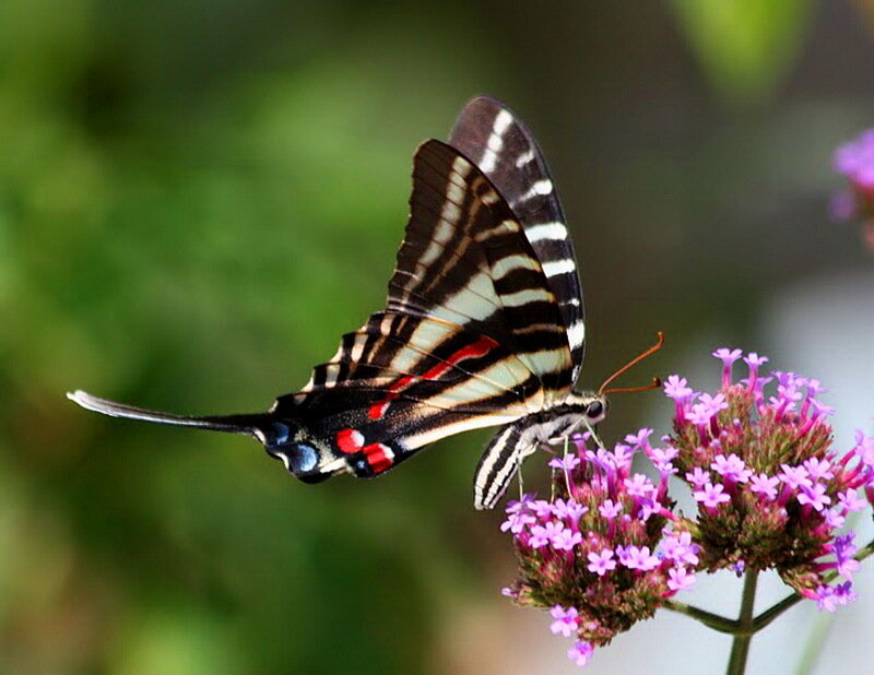Striped Swallowtail Butterfly