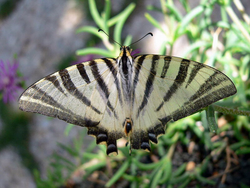 Striped Swallowtail Butterfly — Yellow