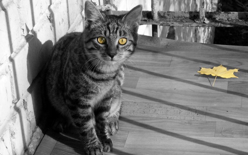 Striped Tabby Cat — Black, Dramatic