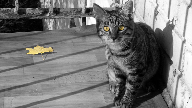 Striped Tabby Cat — Black