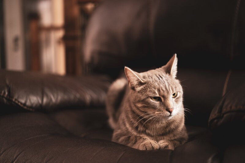 Striped Tabby Cat — Brown, Calm, Photograph