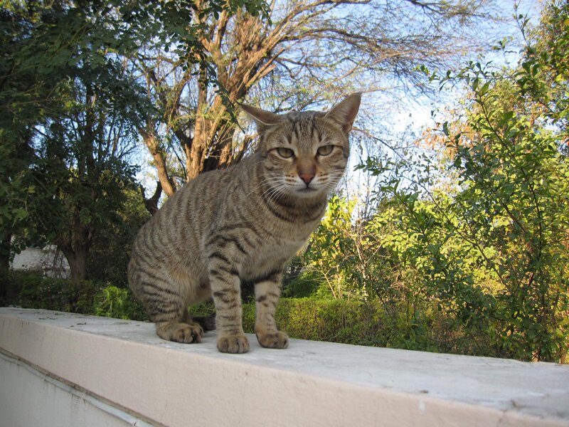 Striped Tabby Cat — Brown, Calm