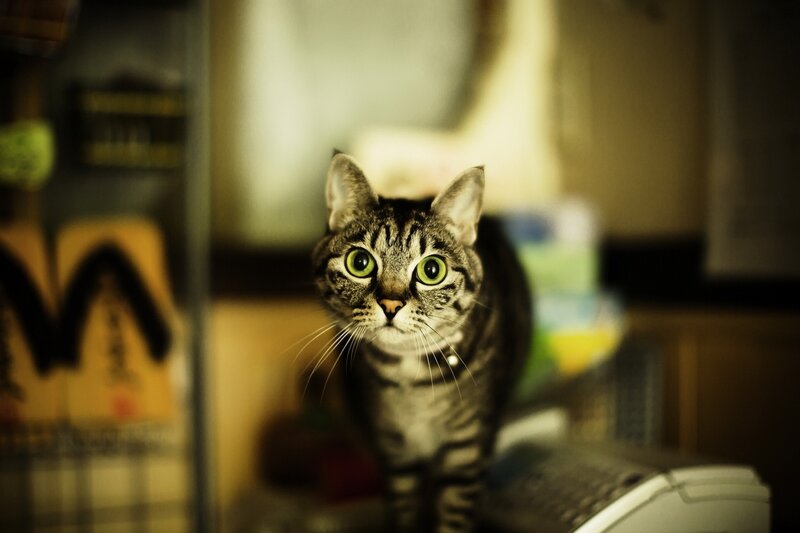 Striped Tabby Cat — Brown, Curious