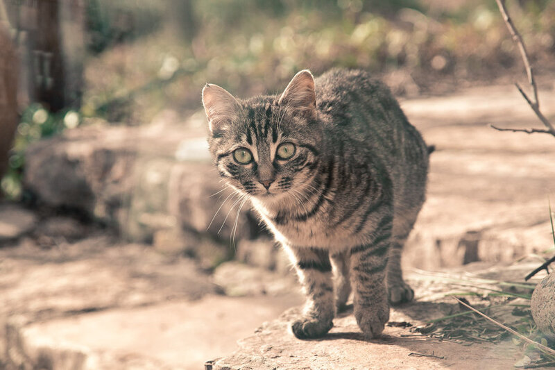 Striped Tabby Cat — Brown
