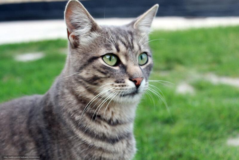 Striped Tabby Cat — Gray, Calm, Afternoon, Photograph