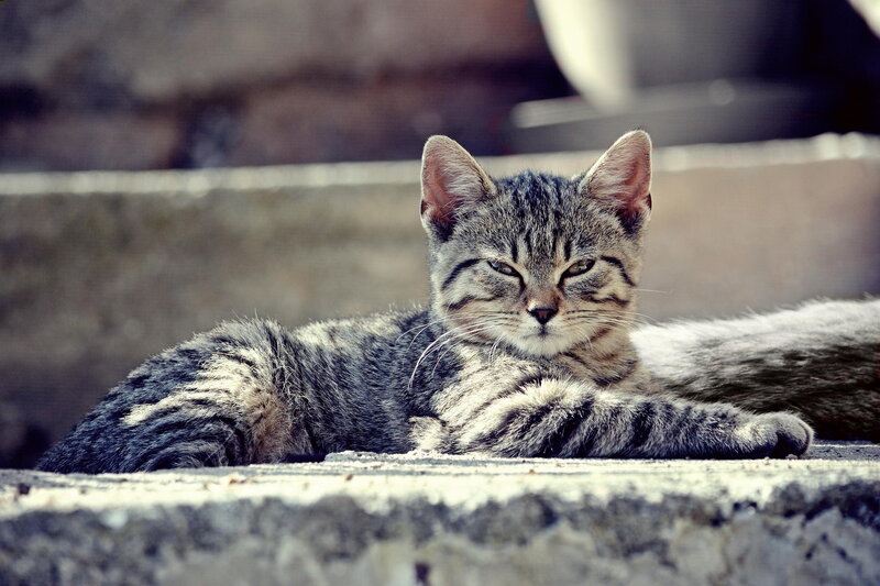 Striped Tabby Cat — Gray, Calm, Afternoon