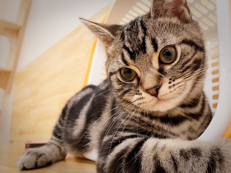 Striped Tabby Cat — Gray, Calm, Photograph
