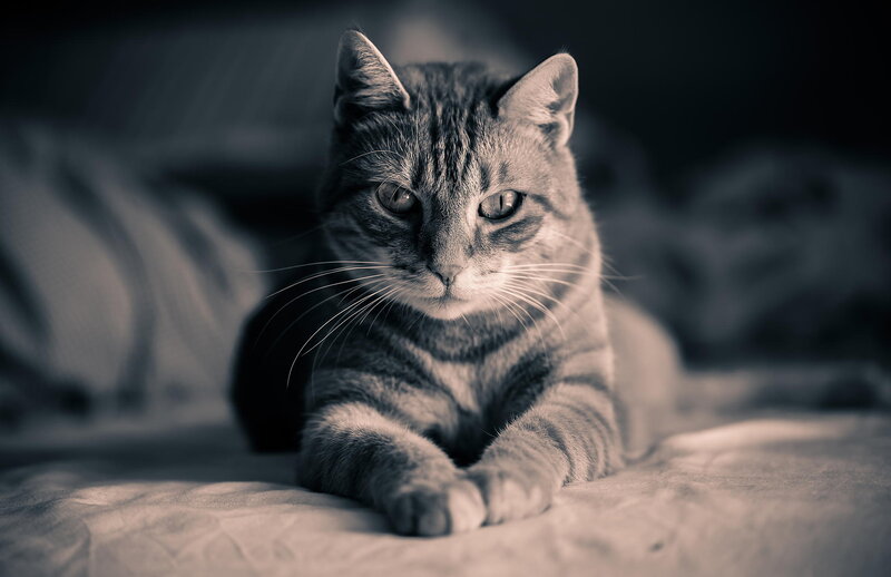 Striped Tabby Cat — Gray, Calm, Photograph, Whiskers