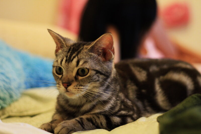 Striped Tabby Cat — Gray, Calm