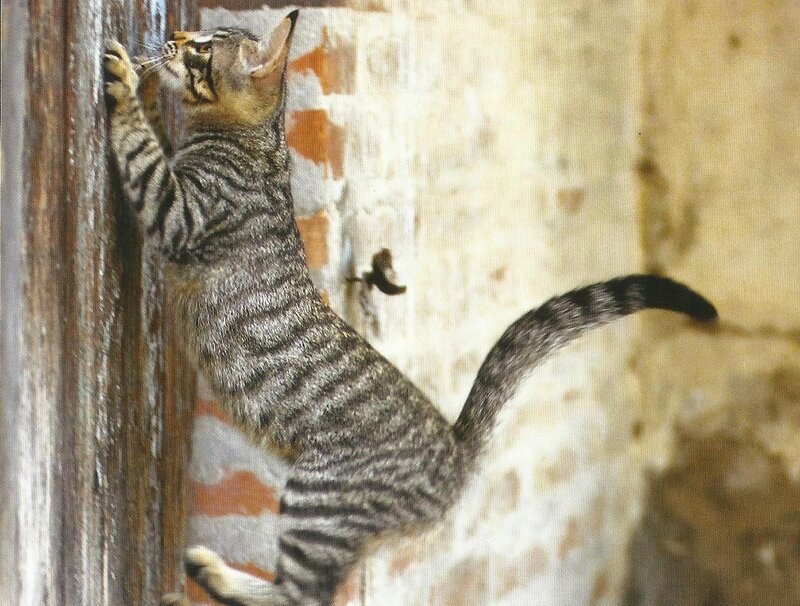 Striped Tabby Cat — Gray, Curious