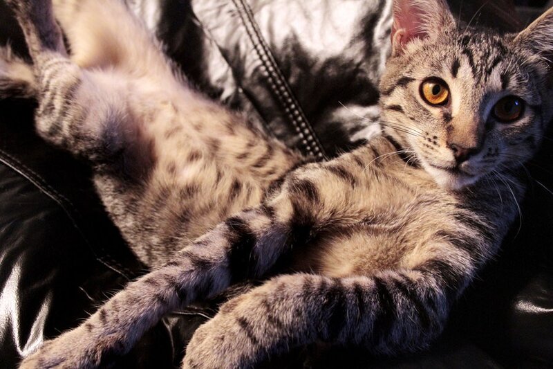 Striped Tabby Cat — Gray, Relaxed