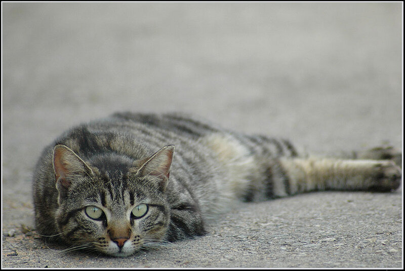 Striped Tabby Cat — Gray