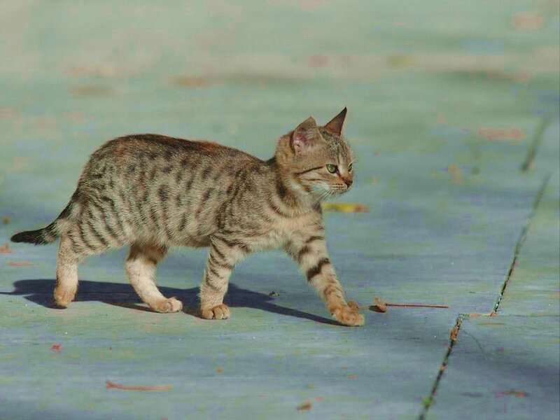 Striped Tabby Cat