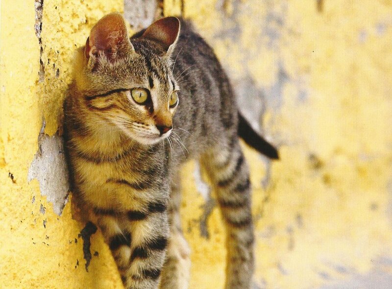 Striped Tabby Cat — Yellow