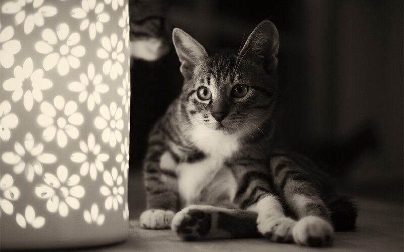 Striped Tabby Kitten — Black