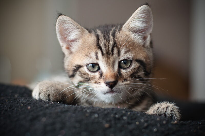 Striped Tabby Kitten — Brown, Calm, Photograph, Cat