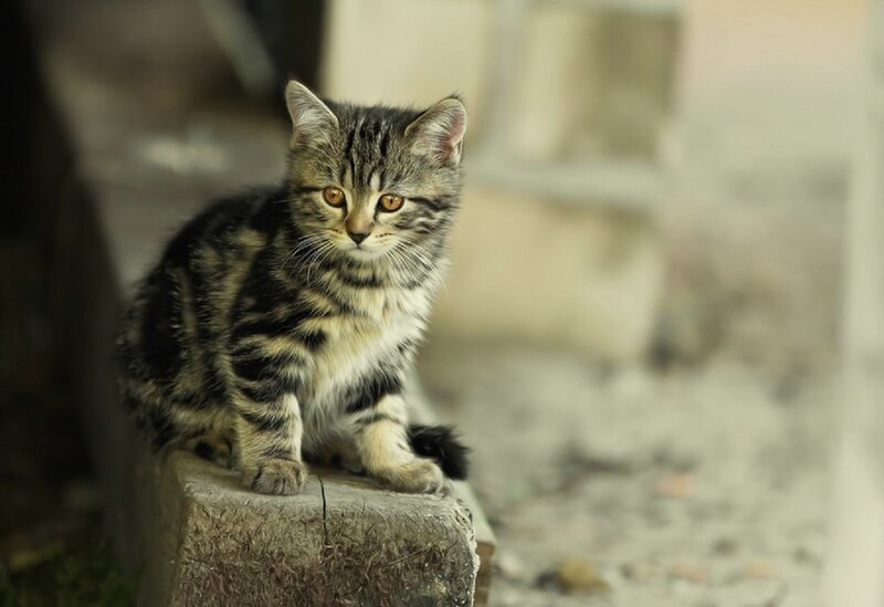 Striped Tabby Kitten — Brown, Calm, Photograph