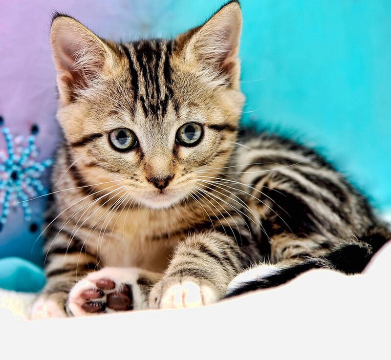 Striped Tabby Kitten — Brown, Calm