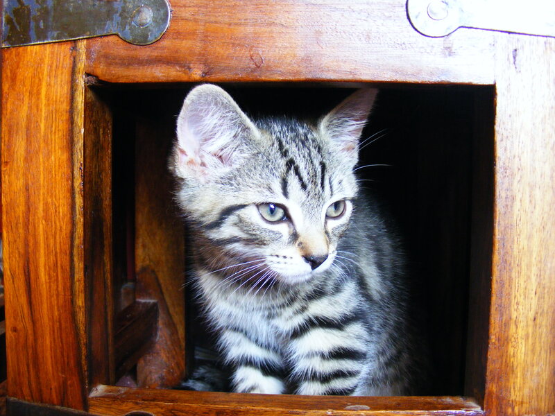 Striped Tabby Kitten — Brown, Curious